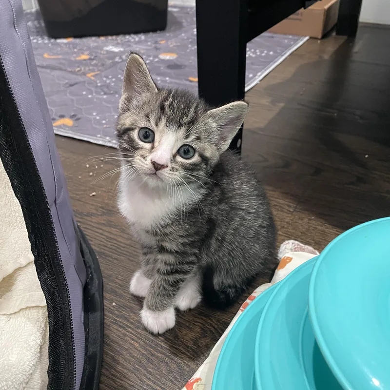 A baby medium-sized female Brown / Chocolate Tabby cat named Taffy for adoption in Moriches, NY