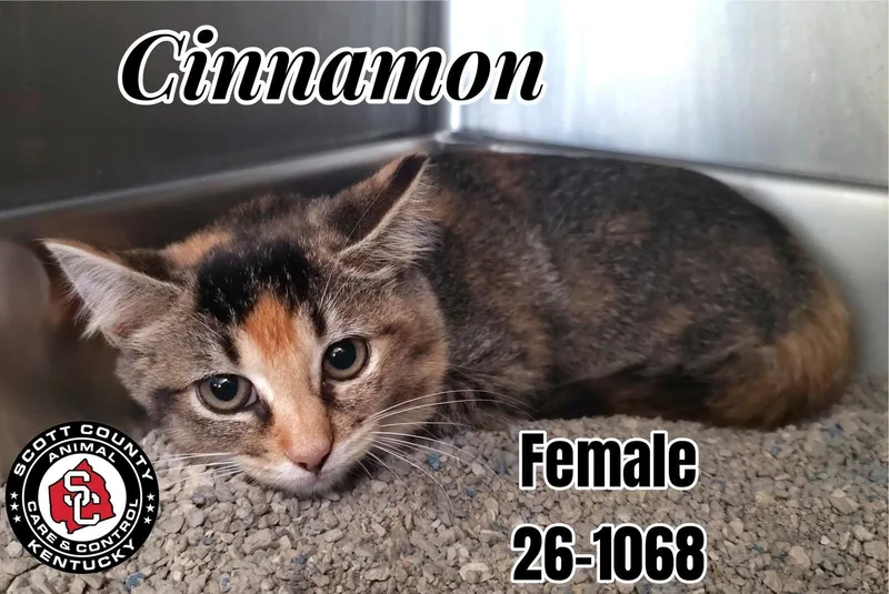 A baby small-sized female Domestic Short Hair cat named Cinnamon for adoption in Georgetown, KY