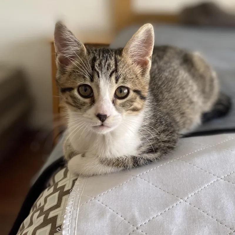 A baby small-sized male Brown / Chocolate Domestic Short Hair cat named Monty for adoption in Point Richmond, CA