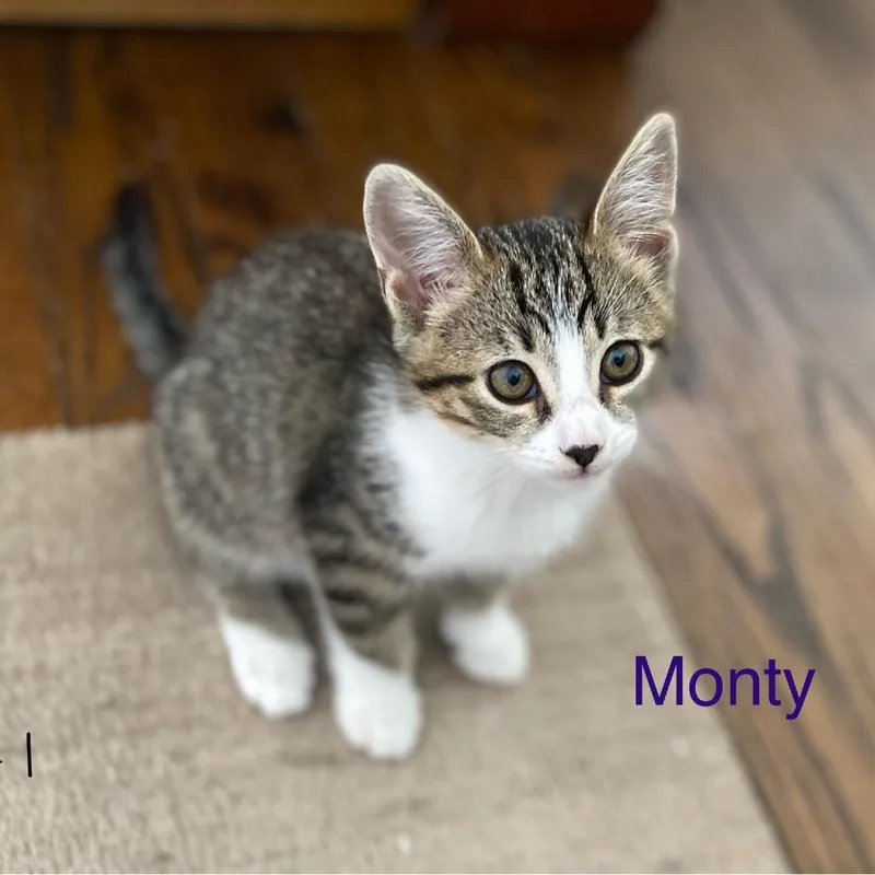 Monty thumbnail 3