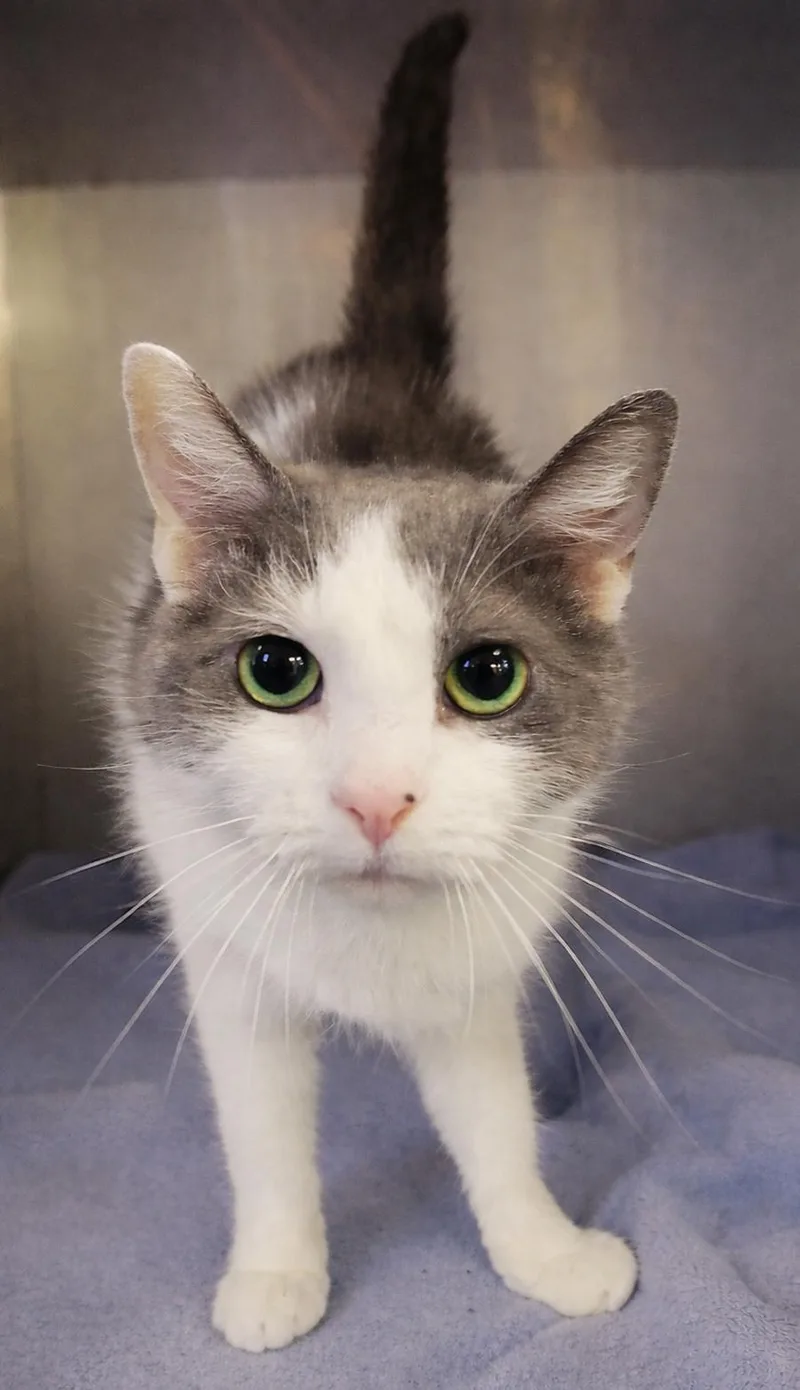 An adult small-sized female Gray & White Domestic Short Hair cat named Gogo for adoption in Cuyahoga Falls, OH