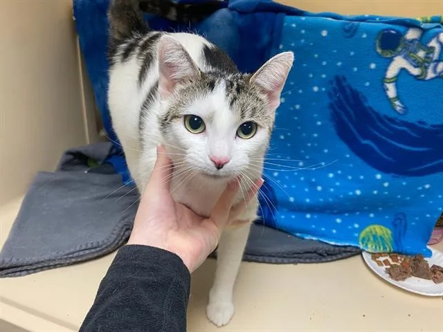 A young medium-sized female Domestic Short Hair cat named Moo Moo for adoption in Fort Wayne, IN