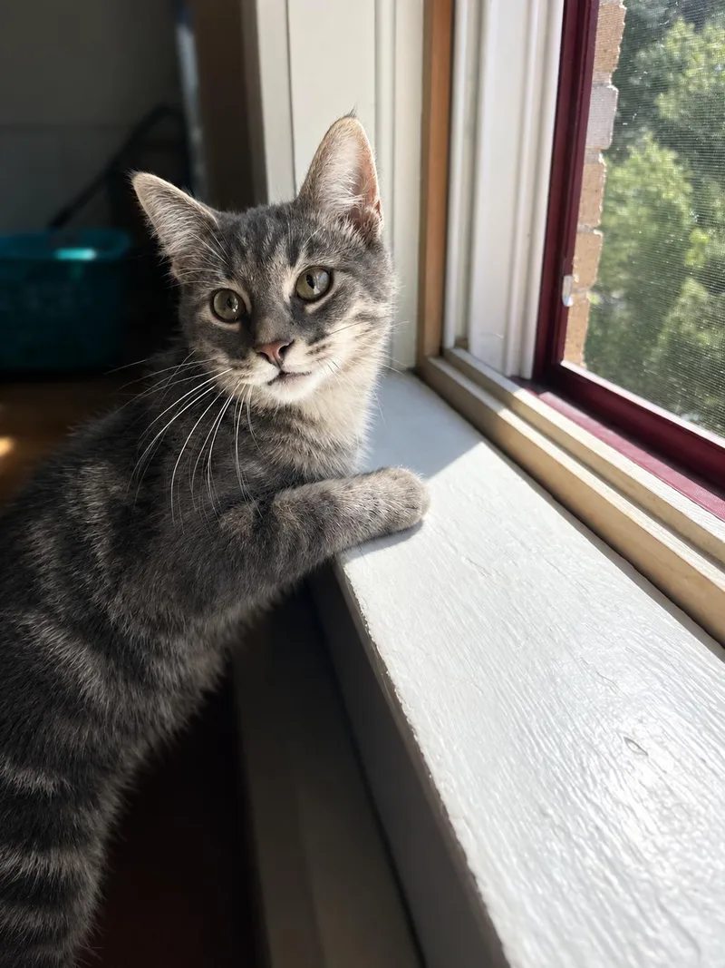 A baby small-sized male Tabby cat named Timmy for adoption in Mankato, MN