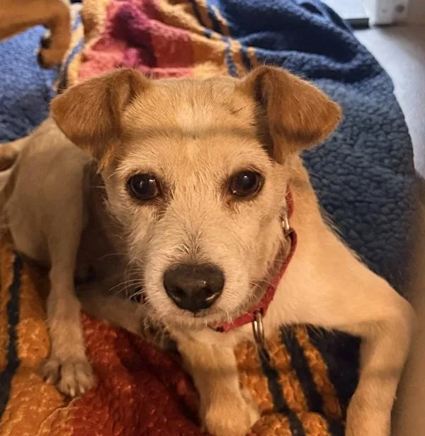 An adult medium-sized male Terrier dog named Pop for adoption in El Cajon, CA