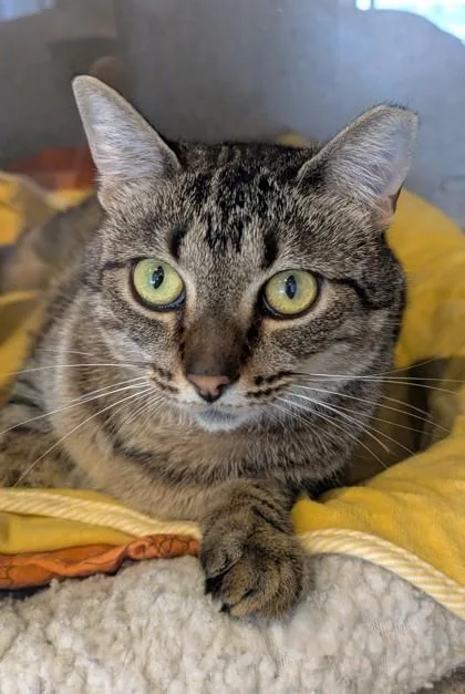 An adult small-sized female Domestic Short Hair cat named Pawnee for adoption in Washington, DC