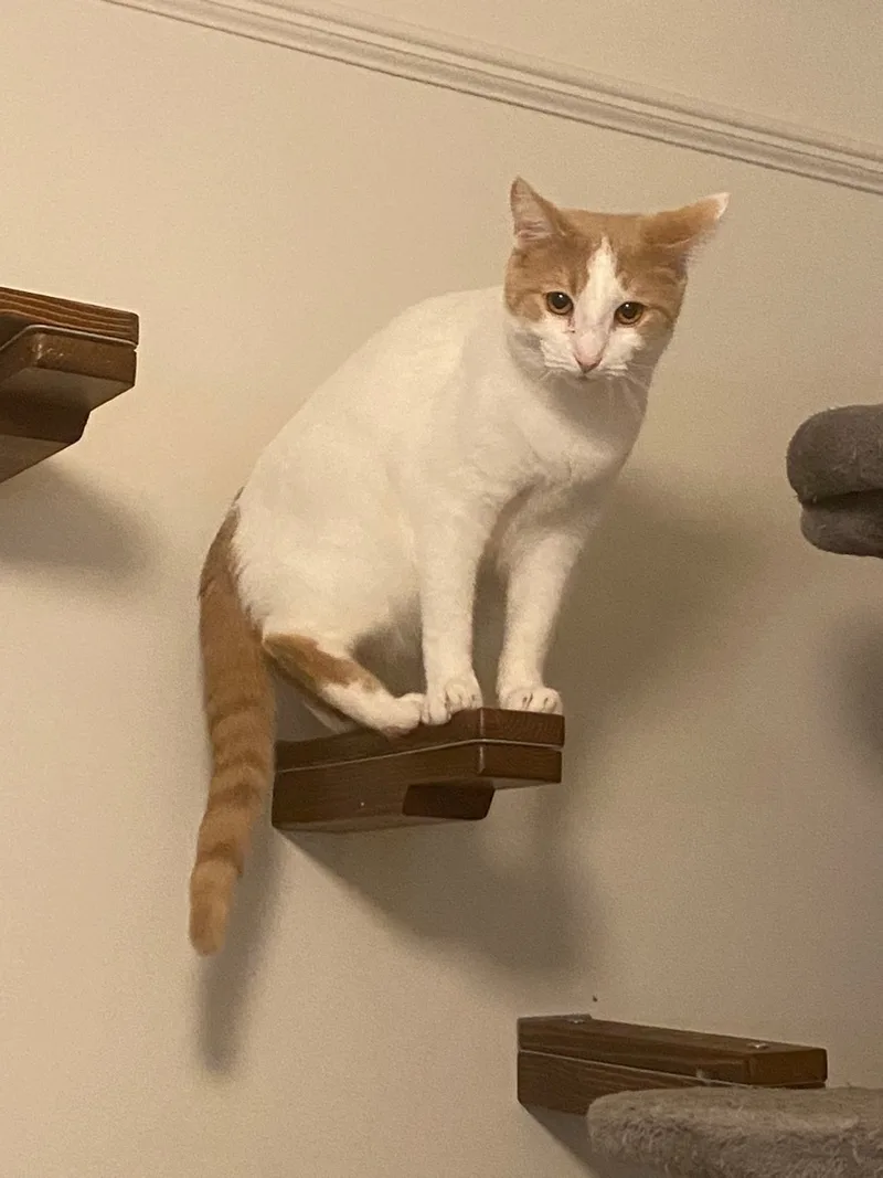 Cinnamon thumbnail 2