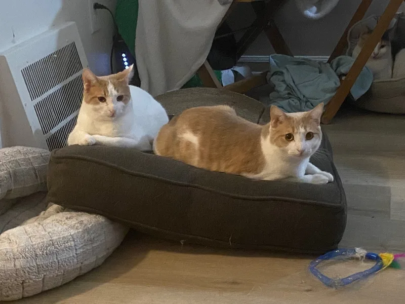 Cinnamon thumbnail 3