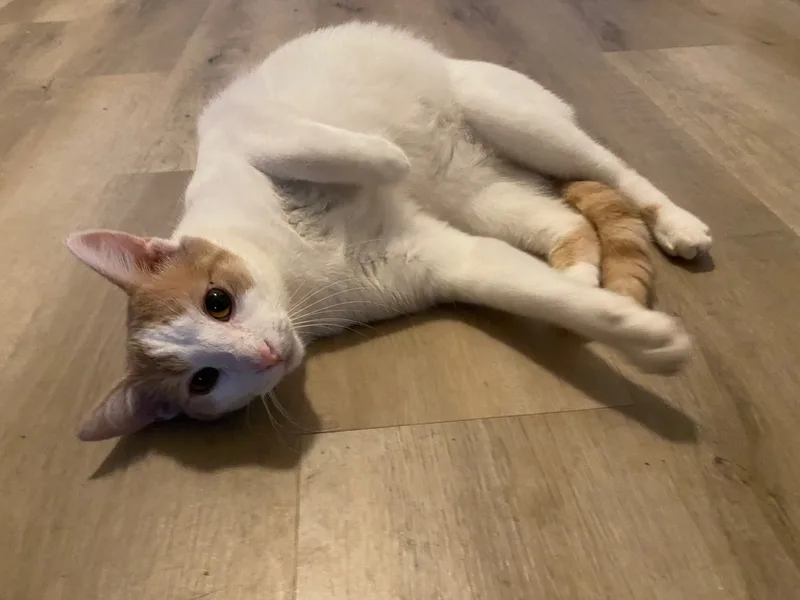 Cinnamon thumbnail 4