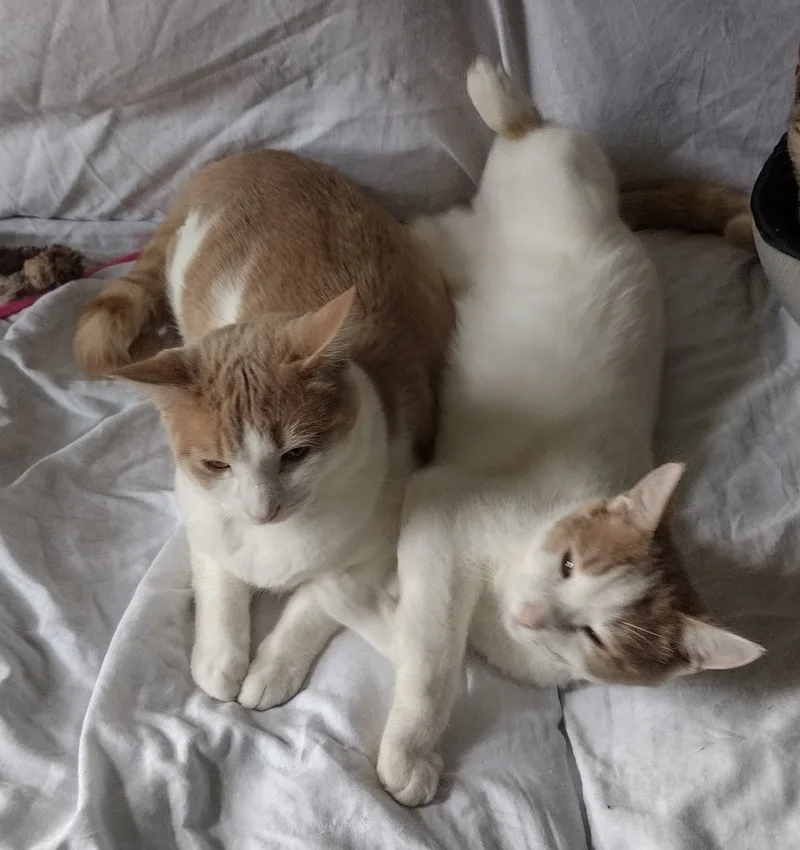 Cinnamon thumbnail 5