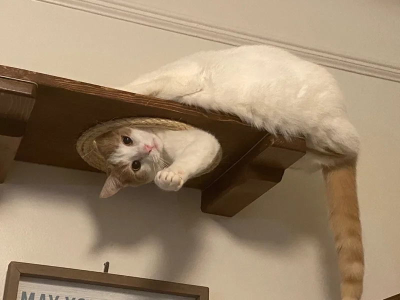 Cinnamon thumbnail 6