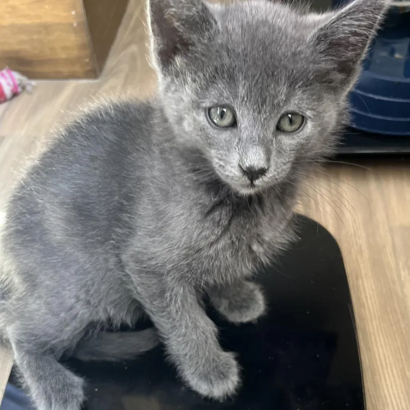 A baby small-sized male Gray / Blue / Silver Domestic Medium Hair cat named Petra for adoption in Pleasanton, CA