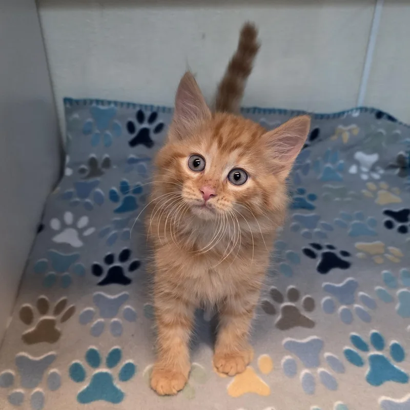 A baby medium-sized male Tabby (Orange / Red) Tabby cat named George for adoption in Greensboro, NC