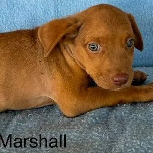 A baby medium-sized male Red / Chestnut / Orange Vizsla dog named Marshall for adoption in Lima, OH