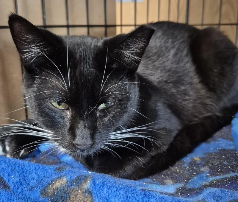 A baby small-sized male Domestic Short Hair cat named Chance for adoption in Thompson Falls, MT