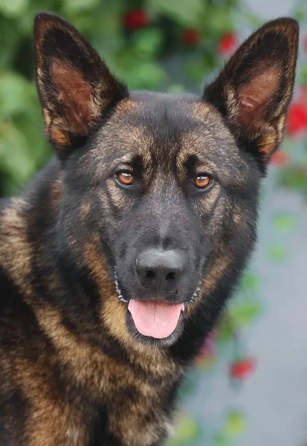 A young large-sized male Black German Shepherd Dog dog named Jake Von Kreuztal for adoption in Los Angeles, CA