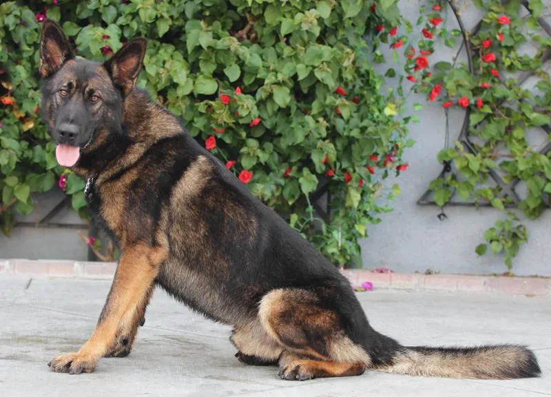 Jake Von Kreuztal thumbnail 4