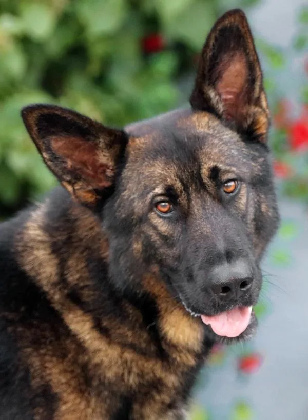 Jake Von Kreuztal thumbnail 6