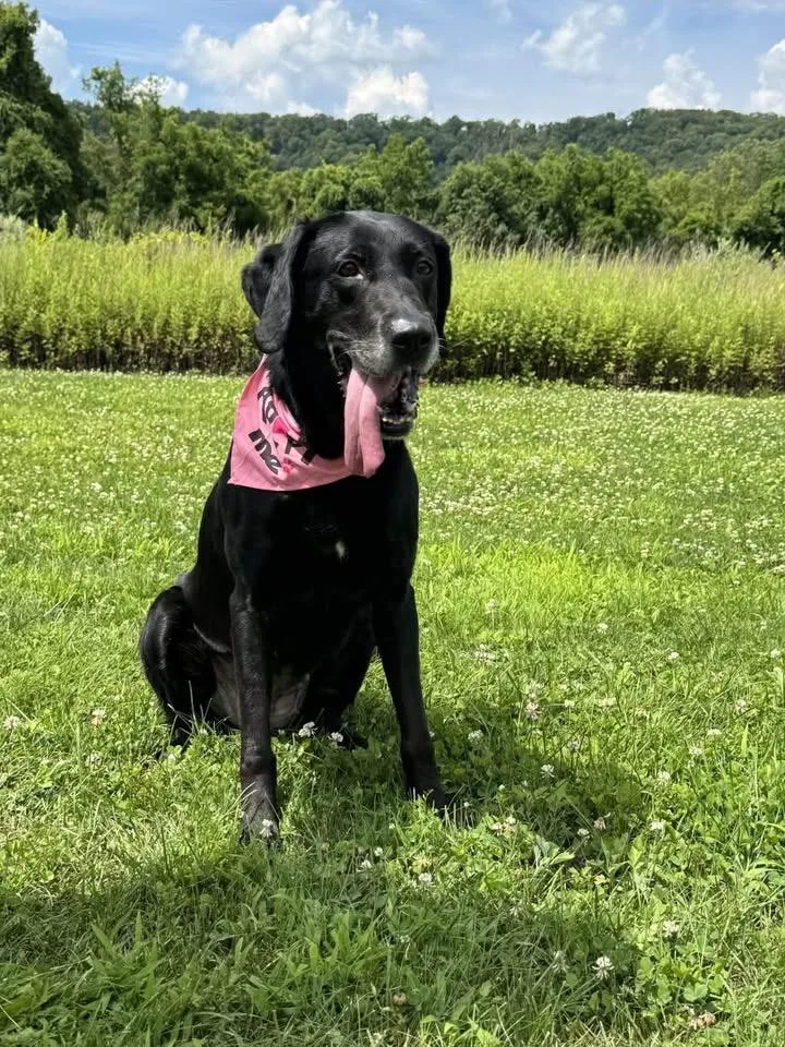 A senior large-sized female Labrador Retriever dog named Storm for adoption in Succasunna, NJ