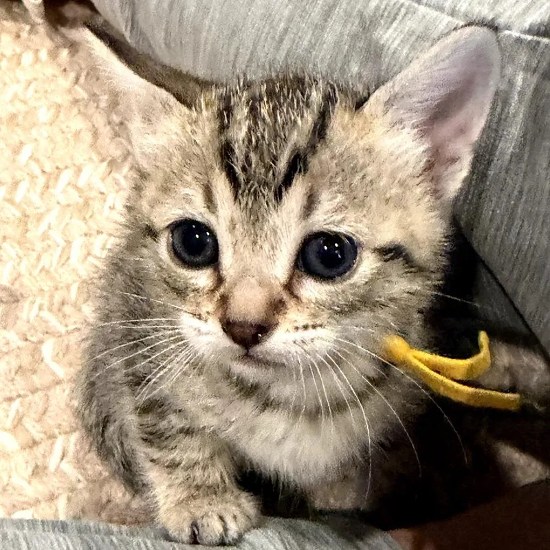 A baby small-sized female Brown / Chocolate Domestic Short Hair cat named Freckles for adoption in Long Beach, CA