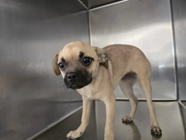 A baby small-sized female Pug dog named Muffy for adoption in San Pedro, CA