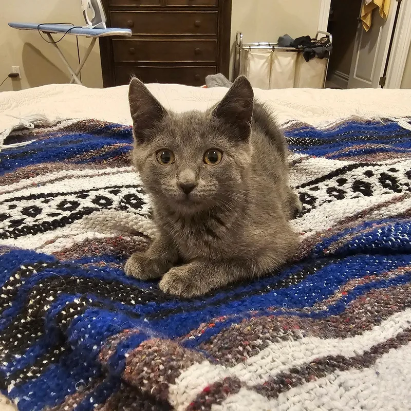 A baby small-sized female Gray / Blue / Silver Russian Blue cat named Luciana for adoption in Staten Island, NY