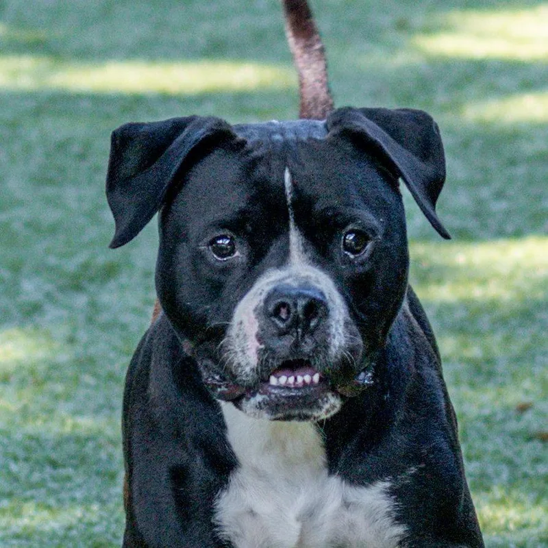 An adult medium-sized male Terrier dog named Chico for adoption in Hilton Head Island, SC
