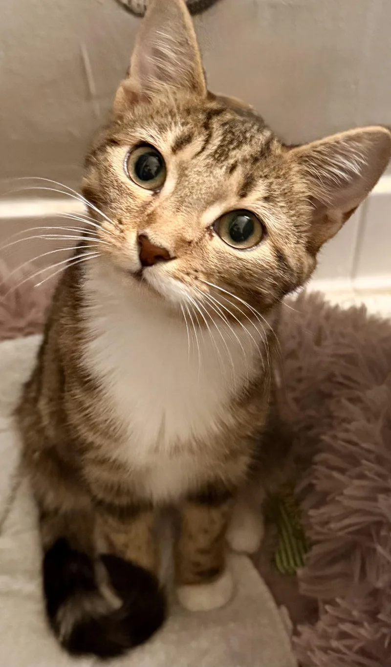 A baby medium-sized female Tabby (Brown / Chocolate) Tabby cat named Lola and Roxanne for adoption in Leesburg, VA