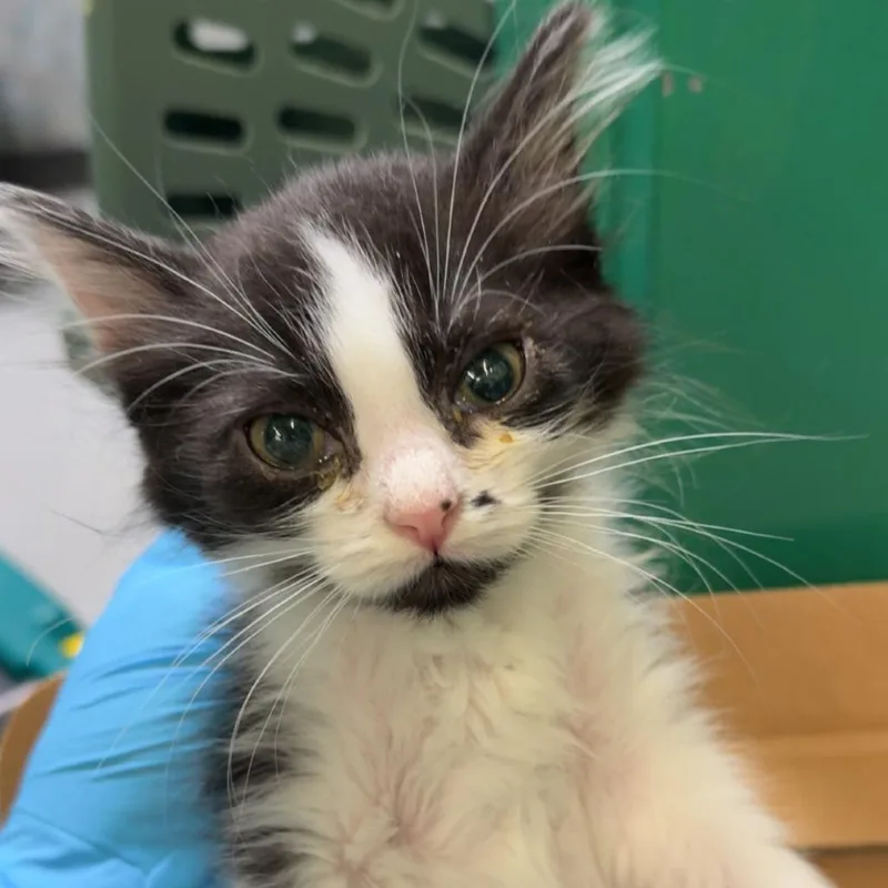 A baby small-sized male Black Domestic Short Hair cat named Monroe for adoption in Lakewood, CO