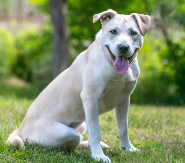 An adult medium-sized female Labrador Retriever dog named Elsie for adoption in Minneapolis, MN