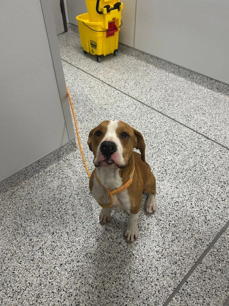 An adult medium-sized male Pit Bull Terrier dog named Wrecker for adoption in Clarksville, TN