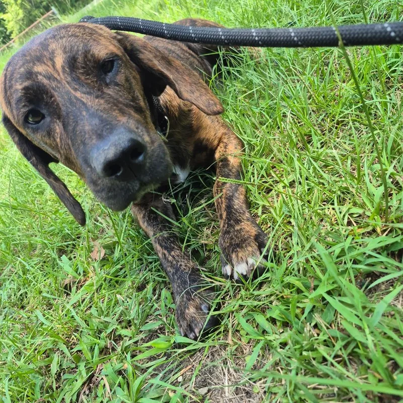 An adult medium-sized male Brindle Mixed Breed dog named Duncan for adoption in Columbus, GA