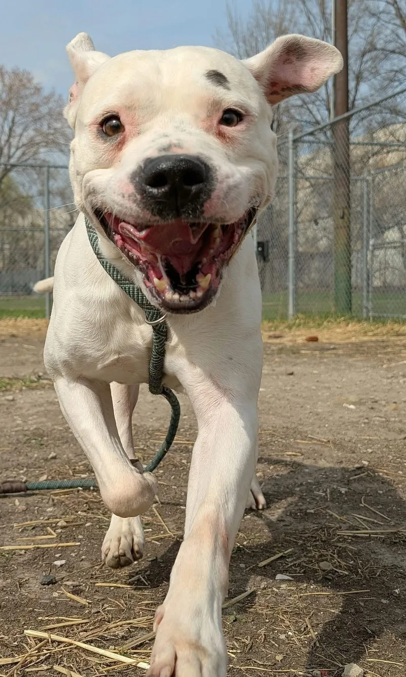 An adult medium-sized male White / Cream American Bulldog dog named Hudson for adoption in Chicago, IL