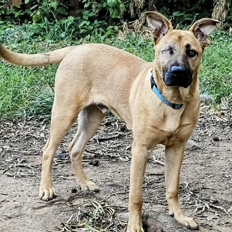 A young medium-sized male Brown / Chocolate Shepherd dog named Ewing for adoption in Wake Forest, NC