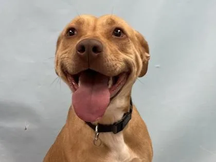 An adult small-sized female Pit Bull Terrier dog named Tiana for adoption in Coon Rapids, MN