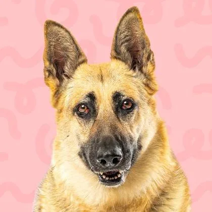 A senior large-sized female German Shepherd Dog dog named Bonita for adoption in Reno, NV