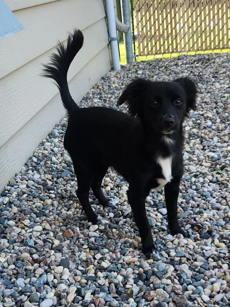 A baby small-sized male Mixed Breed dog named Sylvester for adoption in Grand Forks, ND