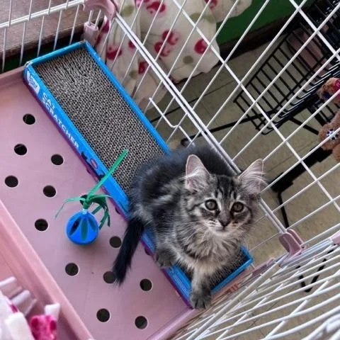A baby small-sized female Black Domestic Medium Hair cat named Luna for adoption in Dayton, OH
