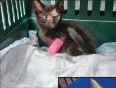 A young medium-sized male Black Domestic Short Hair cat named Uno Rich  Oneeyed for adoption in Stowe, PA