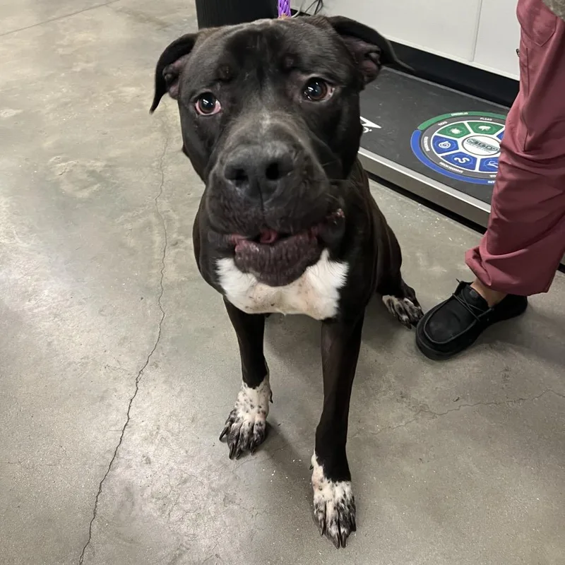 An adult large-sized male Black Cane Corso dog named Malick for adoption in Tampa, FL