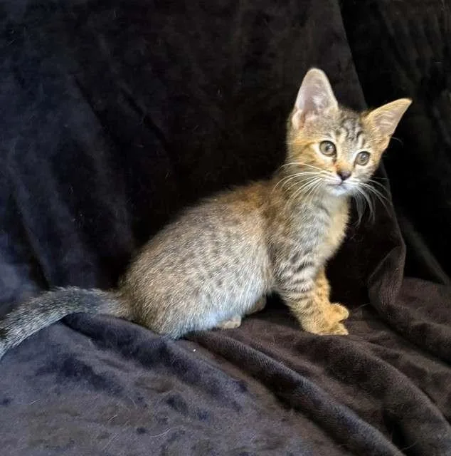 A baby medium-sized female Domestic Short Hair cat named Dolly for adoption in Nashville, TN