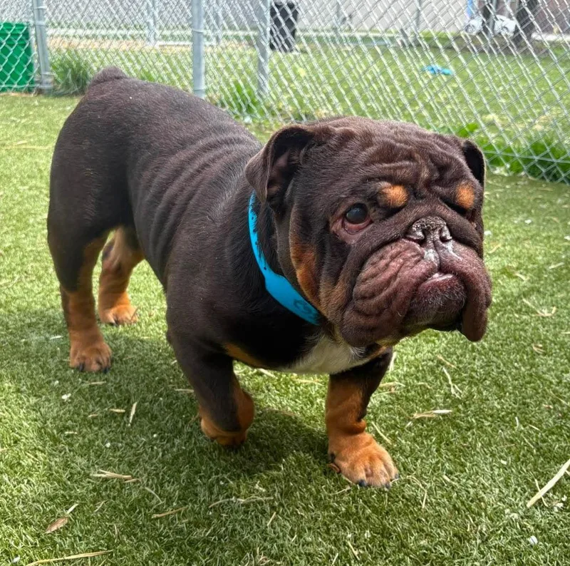 Chubbs