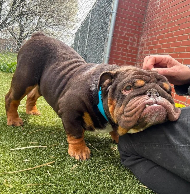 Chubbs thumbnail 3