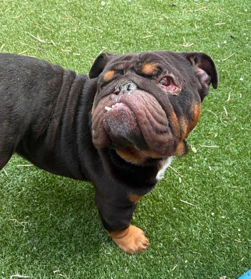Chubbs thumbnail 4