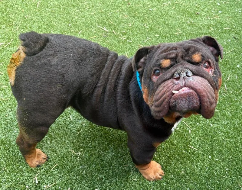 Chubbs thumbnail 5