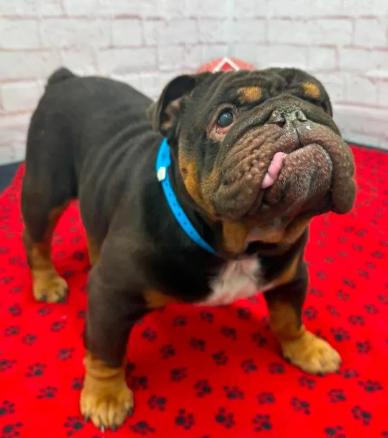 Chubbs thumbnail 6