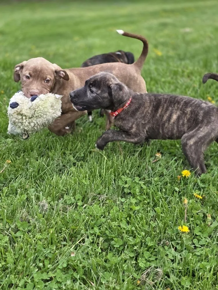 Srv Palau : Caryn thumbnail 4