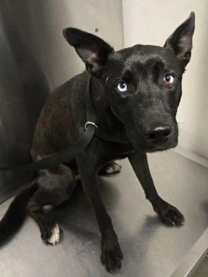 A young medium-sized female Mixed Breed dog named Cauldron for adoption in Fresno, CA