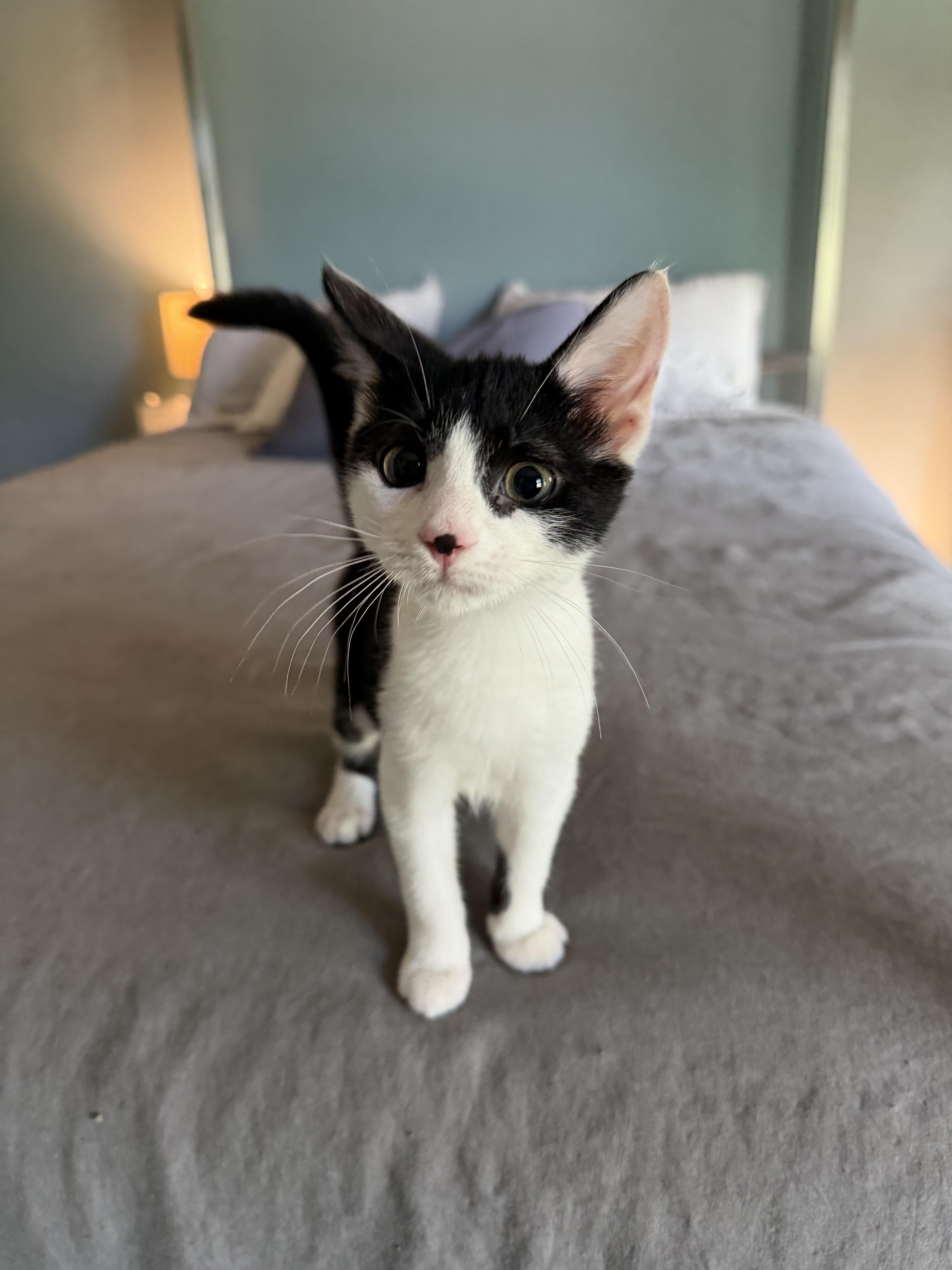 A baby medium-sized male White Domestic Short Hair cat named Jimmy for adoption in Jersey City, NJ