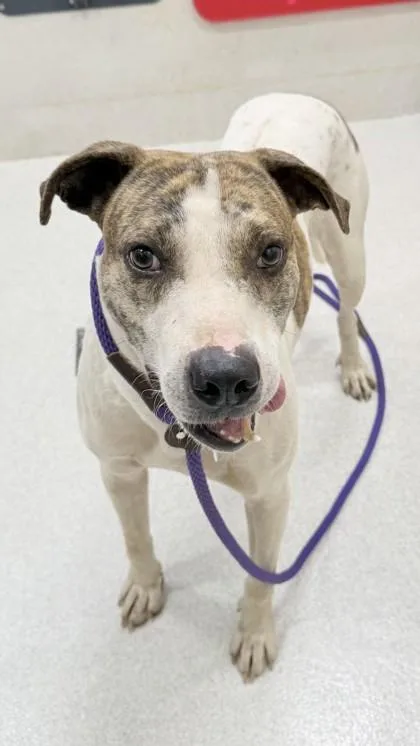 A senior large-sized male Rhodesian Ridgeback dog named Bucky for adoption in Honolulu, HI