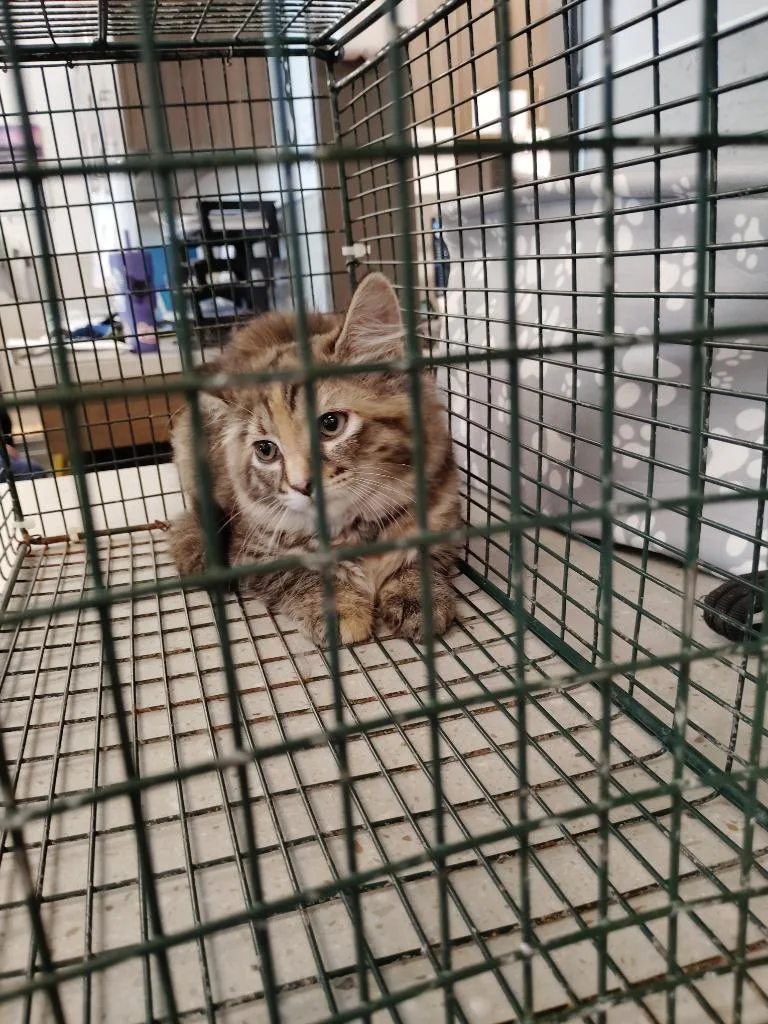A baby medium-sized female Domestic Medium Hair cat named Ronda for adoption in Clarksville, TN